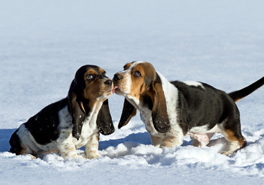 Basset Hound Puppies in Snow