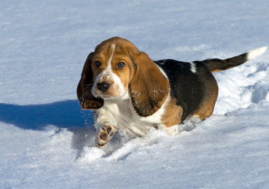 Basset Hound Puppy in Snow