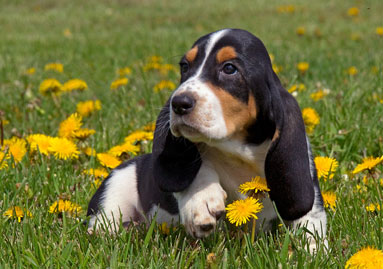 Basset Hound Puppy