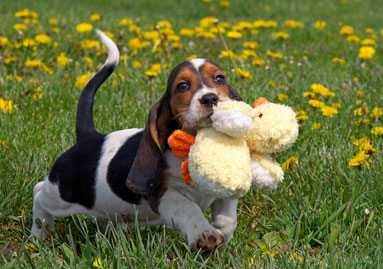 Basset Hound Puppy