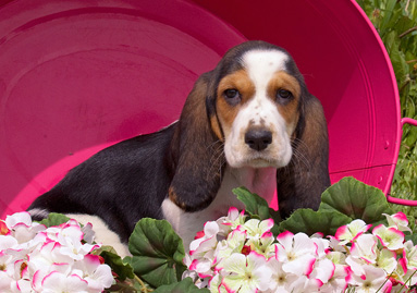 Basset Hound Puppy