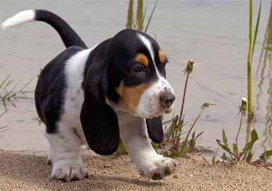 Basset Hound Puppy