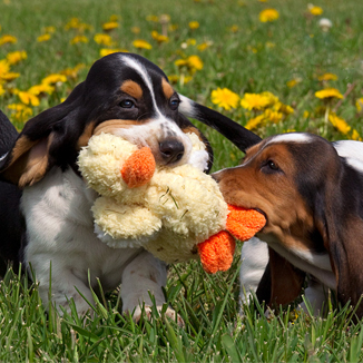 Kaizen Bassets